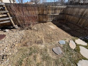 Before picture that is dirt area with a plant bush